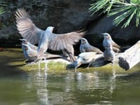 写真３枚は、８羽のヒヨドリ　日比谷公園　心字池にて、湯島天神の梅と絵馬、シロハラ　根津美術館の庭にて
