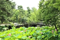 鶴舞公園　　胡蝶が池のハスの花