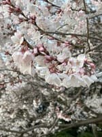 🌸美しい桜