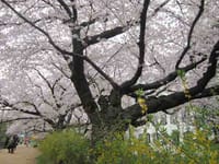 春爛漫：桜をめでながら、田園調布から桜坂へ
