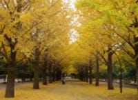 秋ですね〜♪黄葉の銀杏並木を撮りに行きましょうo(^▽^)o・・光が丘公園・・