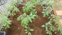 「トマト苗」の植え付け