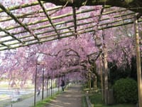 観光シーズン・桜・桜なのに