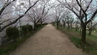 白鷺公園の桜（２０２２年４月１日）Insta360 ONE X2