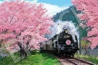 静岡の桜　大井川鉄道　SLと桜のコラボ　や日本平からの富士山も。　
