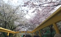 ちょっぴり増員！オリオンのお花見　二階建てバスからの桜鑑賞と丸ビルの個室で楽しむ松華堂弁当ランチ