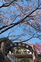 吾妻山の桜