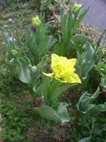 並んだ並んだ　チューリップ　イエローグリーンの初花です