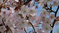 大仙公園の桜の花（２０２３年３月２７日）LUMIX DC S5