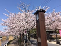 新川千本桜見物