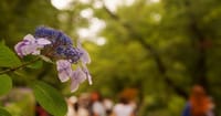 上野公園へ、紫陽花が沢山咲いていた、、