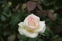 昨日、旧古河庭園で撮ったバラの写真３枚　白、紅、黄