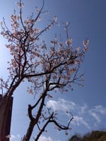 山桜！