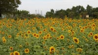 和泉リサイクル環境公園の向日葵とコキア（２０２３年８月１８日）