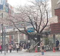 東京桜開花予想27日