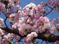 六甲山で桜三昧2024