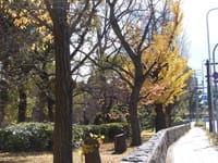 大阪城公園街路樹の秋（銀杏の黄葉）