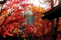 写真3枚は、鶴岡八幡宮の紅葉、夕暮れの富士山、メジロと柿