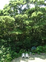 梅雨もまた楽し(6)　徳島牟岐暮らし、緑り深き森の暮らし、楽しみながらも初夏の落葉掻きに精出す