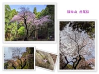 虎尾桜（福知山900.6ｍ鷹取山633m）