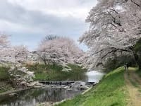 2021年2021年３月25日（木）ハイキング　桜を見に行こう！　入間川沿い 9:00〜13:00　行程：4時間 9㎞ (2-3-5）