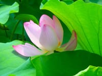 上野不忍の池の蓮の花