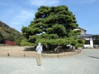 日本人こそビックリするお見事みごとな松の数々【栗林公園の松】