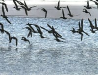 渡り鳥の季節　19　水面近くを飛ぶ鳥