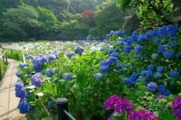 松戸本土寺の紫陽花と花菖蒲観賞＆小金城跡を散策