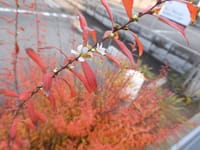 ユキヤナギの紅葉と花
