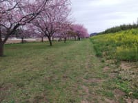 満開の桜の下を歩くこと