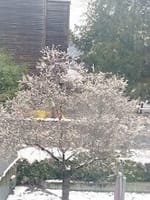 ジュネーヴの寒桜
