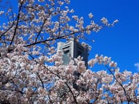 横浜・汽車道～大岡川の桜散策