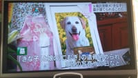 飯野山日記　15日　香川で人気の警察犬・きなこ