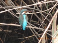 水禽日誌（125）堀川にオスメス二羽のかわせみ撮影