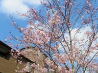 写真は、元麻布の桜、六本木ヒルズの花壇、日の入り
