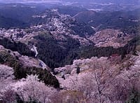 吉野の千本桜＆豚珍館ツーリング