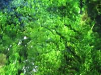 珍しい梅花藻