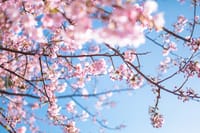 桜満開～お花見BBQしましょ～2024