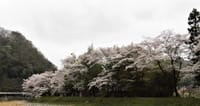 東秩父村　御堂(浄蓮寺付近)の桜　と　黄色モクレン