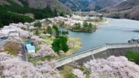 美山町大野ダムの桜