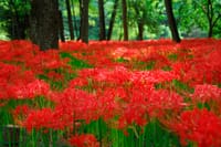 500万本の真っ赤な曼珠沙華（彼岸花）を見に行こうin巾着田曼珠沙華公園