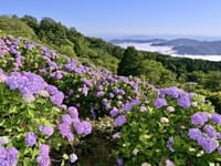 知る人ぞ知る？埼玉県の美しいアジサイ山に行きませんか
