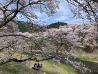 2024/4/13 山岳桜ツーリング
