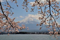 河口湖北岸の桜と富士山、富士ビューホテルからの桜と富士山 2021-4-7, 8