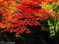 紅葉風景～紅葉名所の横蔵寺