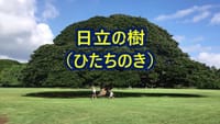 ハワイを訪れた日本人を‥喜ばせた大木？♪♬