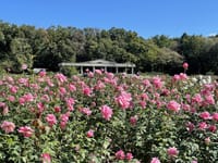 １０／２０　神代植物園の薔薇とダリア