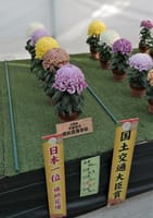 第３７回 日本菊花全国大会『福助花壇の部』（２０２０年１１月１０日）