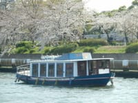 桜満開🌸名古屋堀川お花見クルーズ🚢